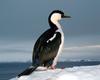 [Antarctic Animals] Blue-eyed Shag (Phalacrocorax atriceps)