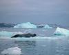 [Antarctic Animals] Weddell Seal (Leptonychotes weddelli)