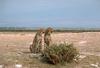 Cheetah (Acinonyx jubatus) pair