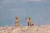 Cheetah (Acinonyx jubatus) trio