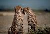 Cheetah (Acinonyx jubatus) pair