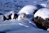 Arctic Fox (Alopex lagopus) - Alaska