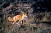 American Red Fox (Vulpes vulpes)