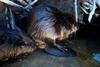 American Beaver (Castor canadensis) pair