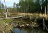 American Beaver (Castor canadensis): beaver's dam