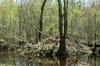 ...American Beaver (Castor canadensis): Obstructive Beaver Dam at Alligator River National Wildlife