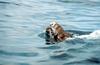 Sea Otter (Enhydra lutris) pup riding mom
