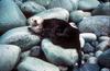 Sea Otter (Enhydra lutris) on large pebbles