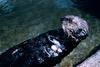 Sea Otter (Enhydra lutris)