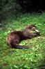 North American River Otter (Lontra canadensis)