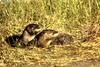 North American River Otter (Lontra canadensis) pair