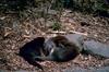 North American River Otter (Lontra canadensis) trio