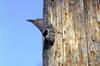 Northern Flicker (Colaptes auratus) head out of tree hole