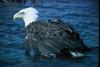 Bald Eagle (Haliaeetus leucocephalus)