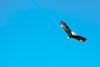 Bald Eagle (Haliaeetus leucocephalus) in flight