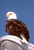 Bald Eagle (Haliaeetus leucocephalus)