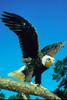 Bald Eagle (Haliaeetus leucocephalus)