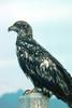 Bald Eagle (Haliaeetus leucocephalus) juvenile