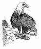 [Line Art] Bald Eagle (Haliaeetus leucocephalus)