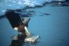 Bald Eagle (Haliaeetus leucocephalus) and gull