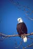 Bald Eagle (Haliaeetus leucocephalus) perched