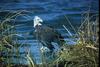 Bald Eagle (Haliaeetus leucocephalus)