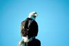 Bald Eagle (Haliaeetus leucocephalus) perched