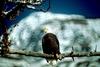 Bald Eagle (Haliaeetus leucocephalus) perched