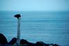 Bald Eagle (Haliaeetus leucocephalus) perched