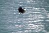 Bald Eagle (Haliaeetus leucocephalus) in flight