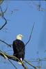 Bald Eagle (Haliaeetus leucocephalus) perched