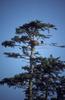 Bald Eagle (Haliaeetus leucocephalus) nest