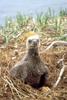 Bald Eagle (Haliaeetus leucocephalus) chick