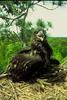 Bald Eagle (Haliaeetus leucocephalus) chick