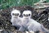 Bald Eagle (Haliaeetus leucocephalus) chicks