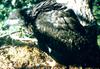 Bald Eagle (Haliaeetus leucocephalus) fledgling