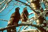 Bald Eagle (Haliaeetus leucocephalus) fledglings