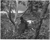 Bald Eagle (Haliaeetus leucocephalus) fledgling in nest