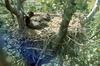 Bald Eagle (Haliaeetus leucocephalus) fledglings in nest