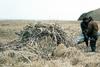 Bald Eagle (Haliaeetus leucocephalus) nest