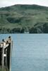 Bald Eagle (Haliaeetus leucocephalus) on pier