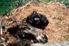 Bald Eagle (Haliaeetus leucocephalus) fledglings in nest