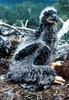 Bald Eagle (Haliaeetus leucocephalus) young in nest