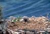 Bald Eagle (Haliaeetus leucocephalus) young in nest