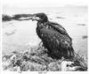 Bald Eagle (Haliaeetus leucocephalus) fledgling in nest