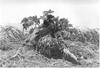 Immature Bald Eagle (Haliaeetus leucocephalus) in nest