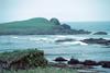 Bald Eagle (Haliaeetus leucocephalus) trio on grasshill by the shore