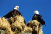 Bald Eagle (Haliaeetus leucocephalus) pair