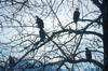 Bald Eagle (Haliaeetus leucocephalus) group on tree