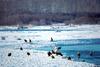 Bald Eagle (Haliaeetus leucocephalus) flock feeding at Haines